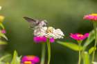 Ruby-throated hummingbird Art Print